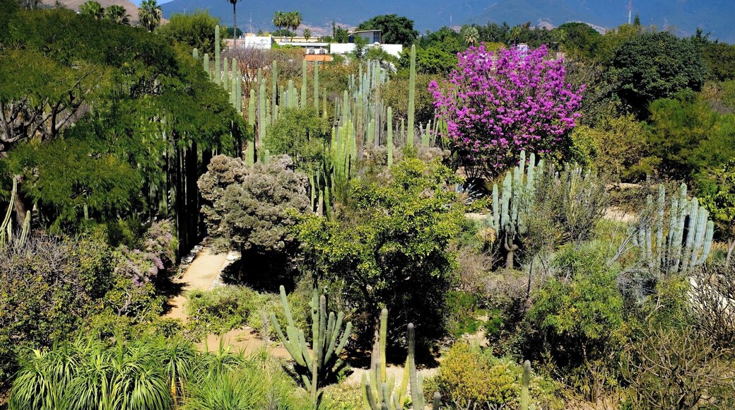 Oaxaca may be the most photogenic city to date!
We snapped a sneak speak of the botanic gardens from the museum of culutre and the arts.
