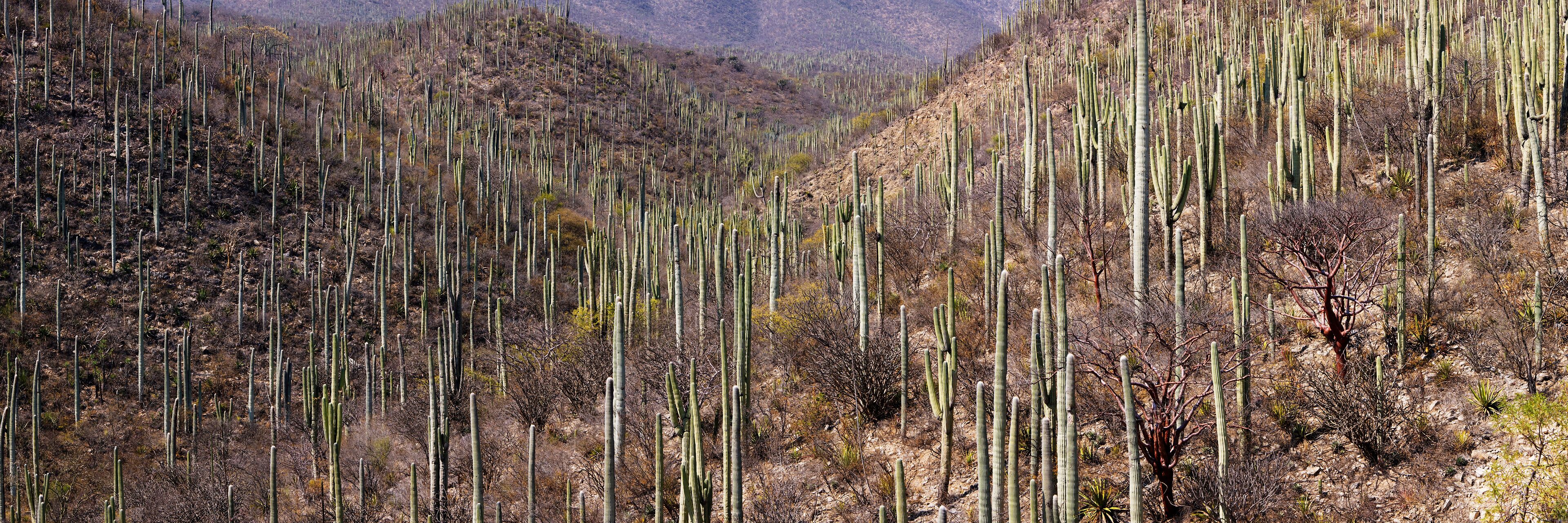 Overview of Cactus Forest, Oaxaca, Mexico