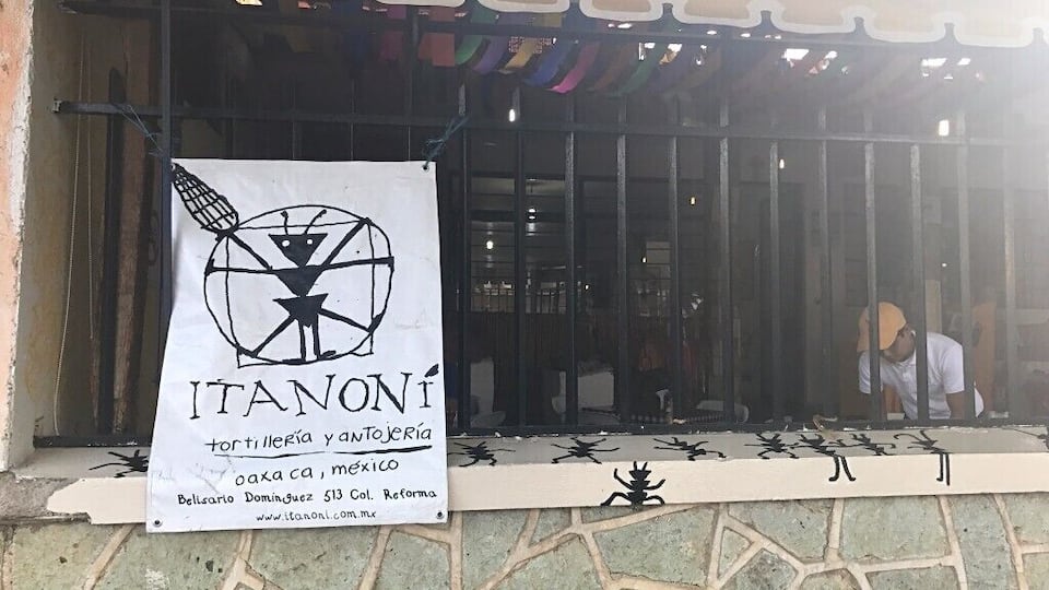 This is by far the best meal I had in Oaxaca. I loved it so much I ate here twice and I was only here for four days! Come for breakfast or brunch and be sure to try the teleras. All of the tortillas are made by hand with unique varieties of corn and the fillings are all fresh and packed with flavor. Their hot chocolate is pretty spectacular, too! #troveon