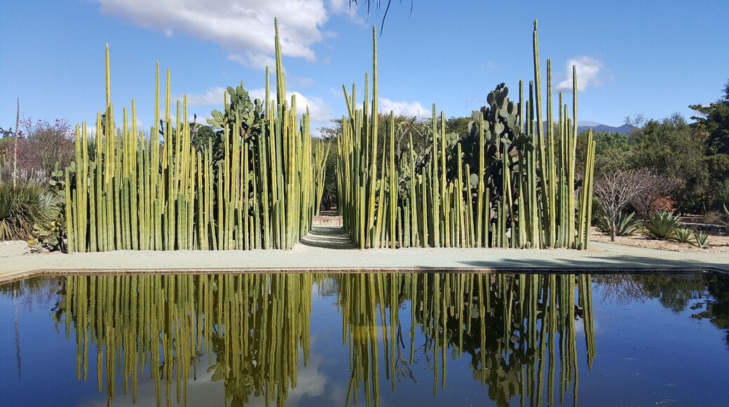 #lifeatexpedia #lovemyjob #weloveourmarkets #latam #oaxaca #mexico #green Hundreds of plant species, all of them native to Oaxaca. A magical place!!!