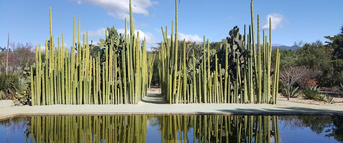 #lifeatexpedia #lovemyjob #weloveourmarkets #latam #oaxaca #mexico #green Hundreds of plant species, all of them native to Oaxaca. A magical place!!!