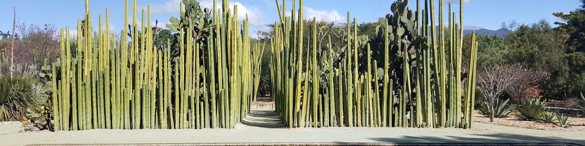 #lifeatexpedia #lovemyjob #weloveourmarkets #latam #oaxaca #mexico #green Hundreds of plant species, all of them native to Oaxaca. A magical place!!!
