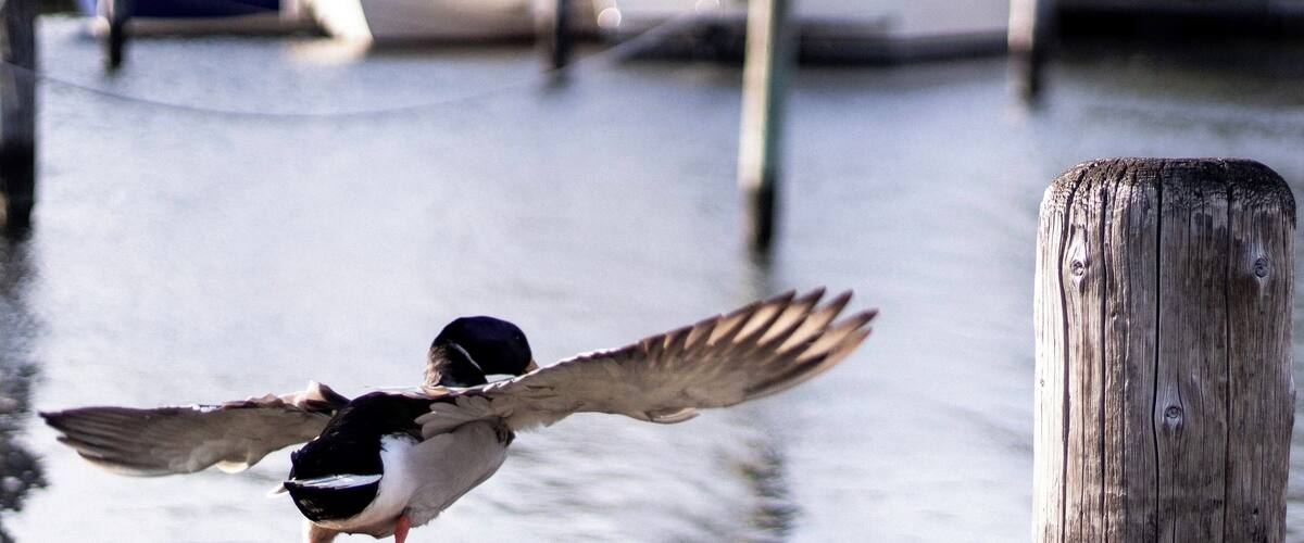 A duck in flight near a wooden dock with boats in the background.