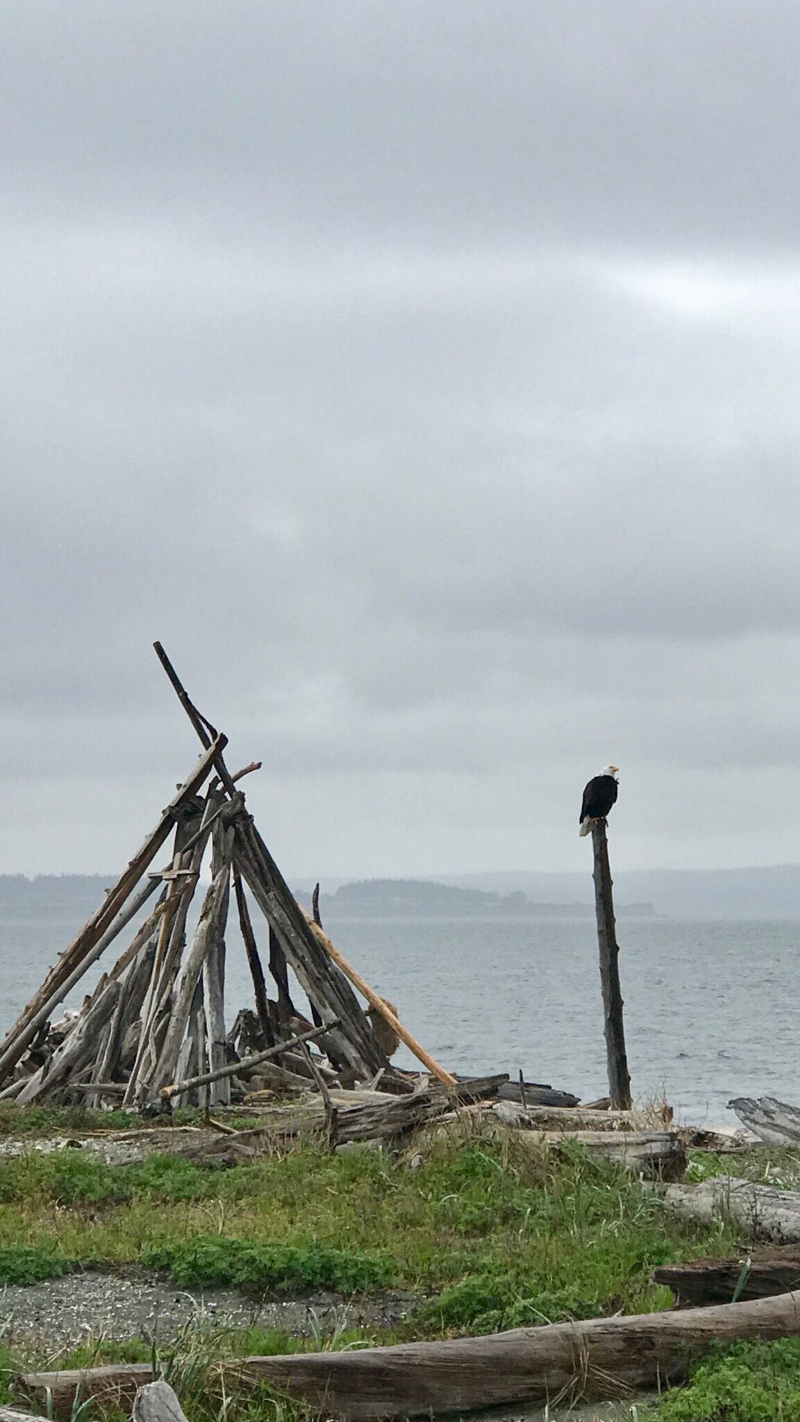 Pictured this Eagle while collecting shells 