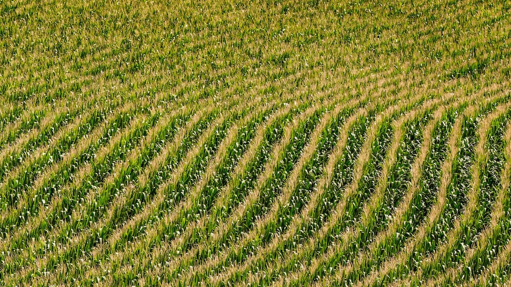 A field of crops with distinct rows.