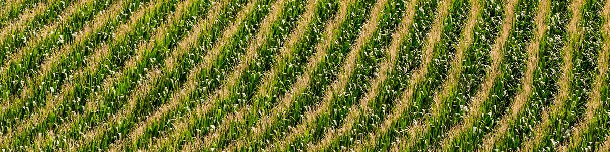 Nebraska corn fields planted in rows