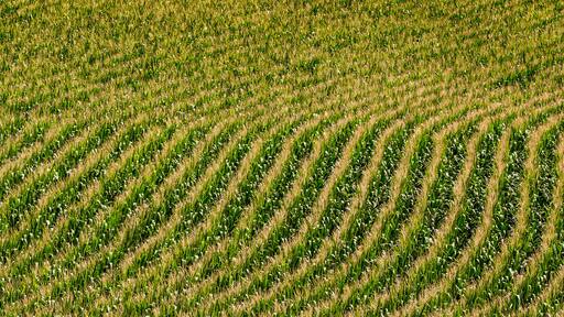 Nebraska corn fields planted in rows