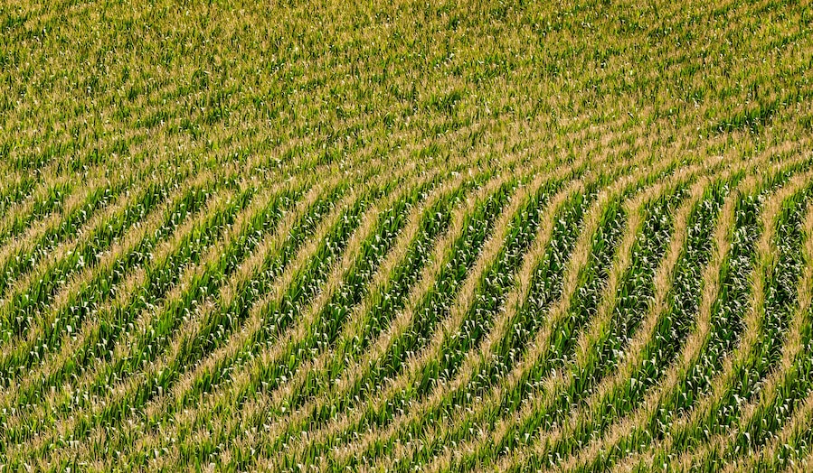 Nebraska corn fields planted in rows