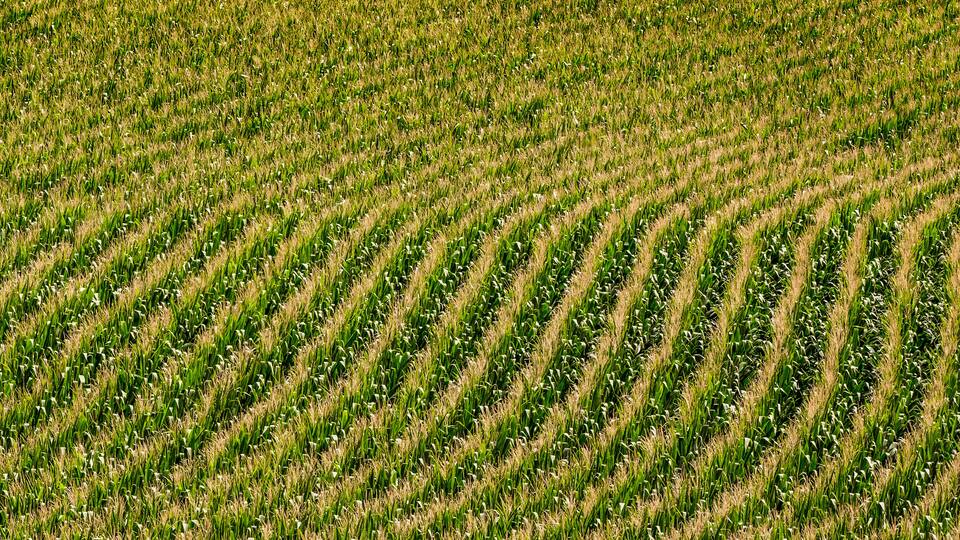 Nebraska corn fields planted in rows
