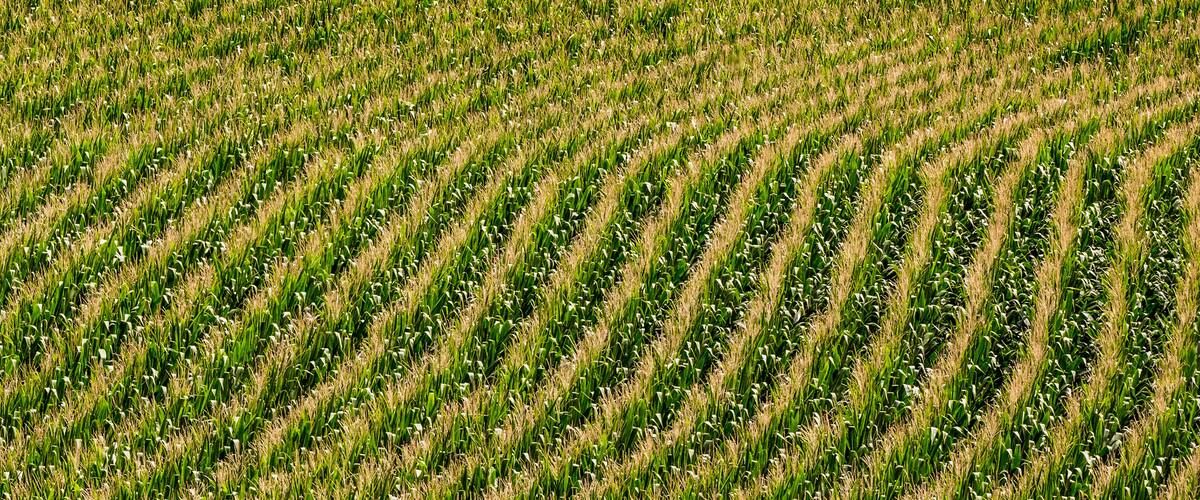 Nebraska corn fields planted in rows