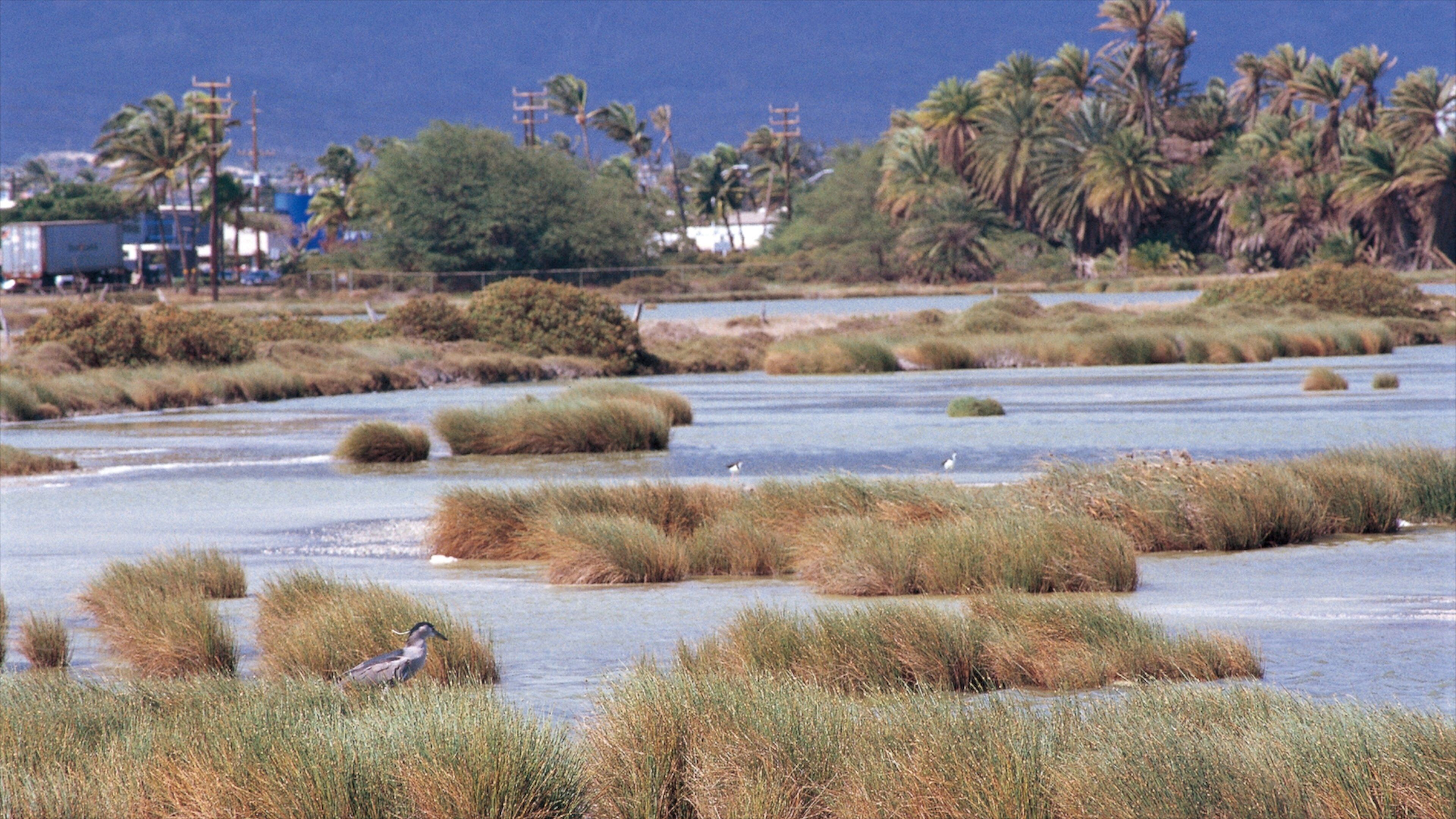 Kahului showing wetlands