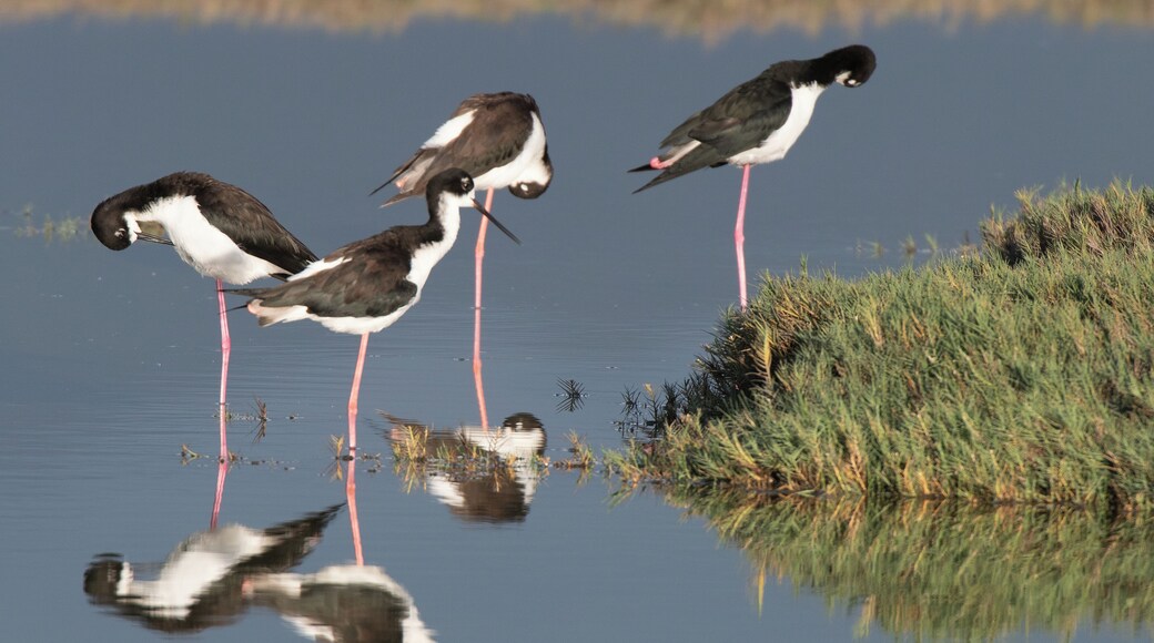 A small group of black necked stilts which are endangered in Hawaii. There are very few places in Hawaii where you can see these birds.