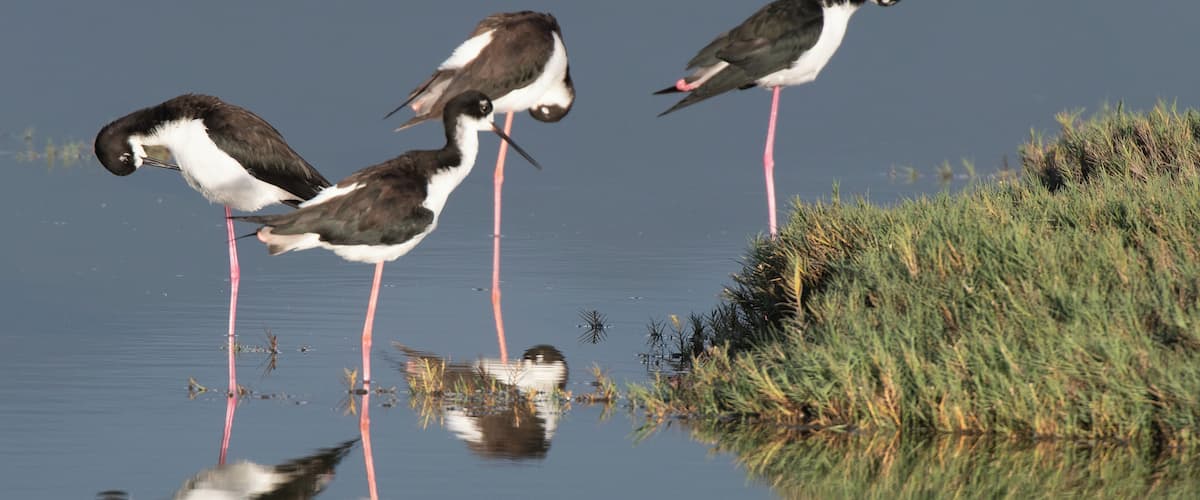 Three birds standing in shallow water with reflections.