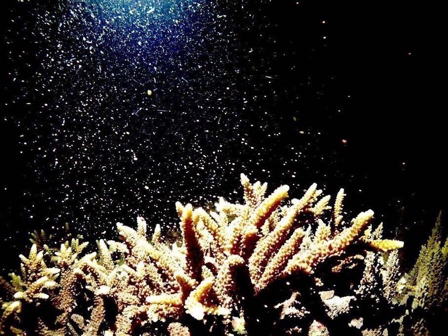 Coral spawning