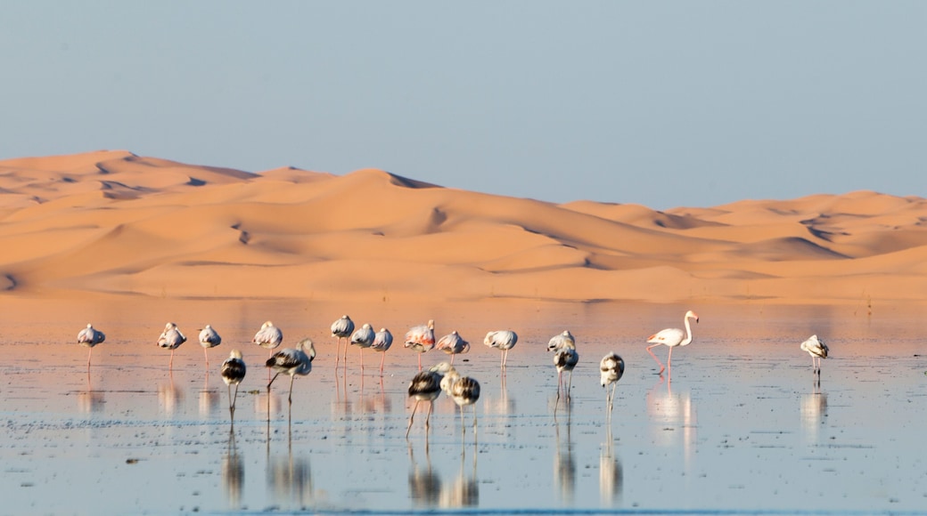 flamingo in lake oume elraneb ouargla