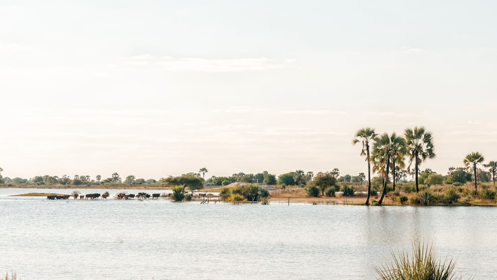 Cattle crossing a Cuvelai oshana floodwater channel near Oshakati