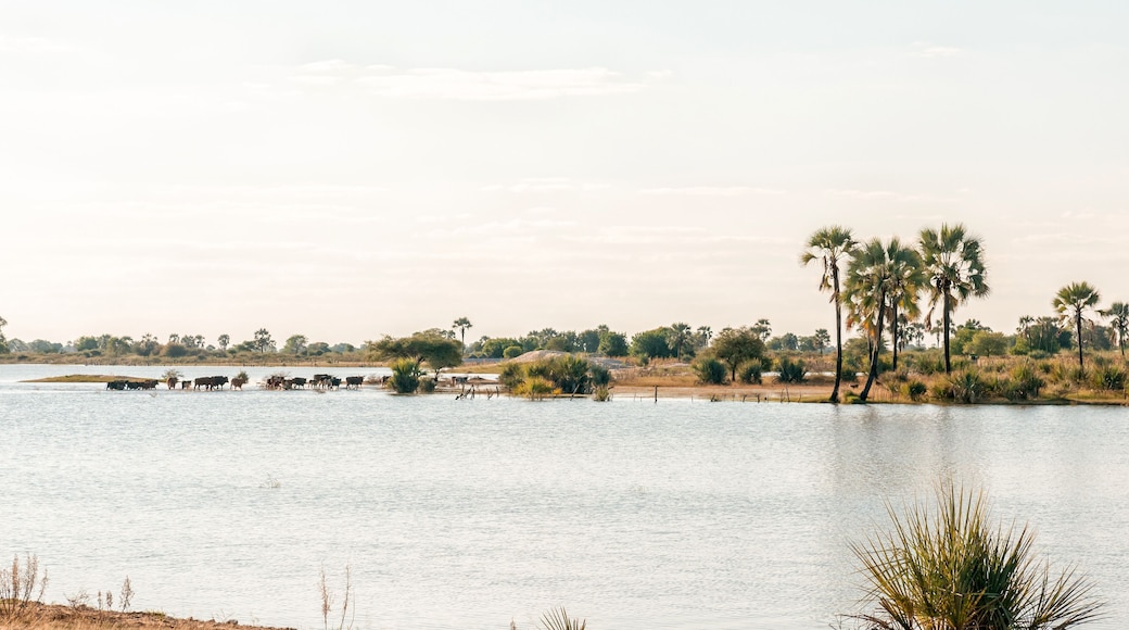 Cattle crossing a Cuvelai oshana floodwater channel near Oshakati