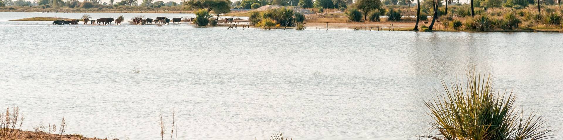 Cattle crossing a Cuvelai oshana floodwater channel near Oshakati