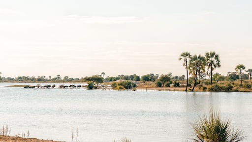 Cattle crossing a Cuvelai oshana floodwater channel near Oshakati