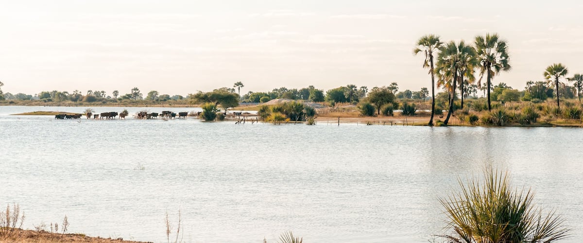 A calm lake with a herd of cattle grazing near the water's edge, surrounded by palm trees and sparse vegetation.