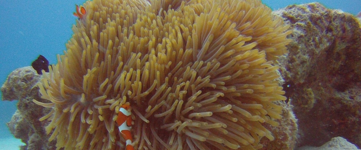 Easy diving off the coast of Okinawa