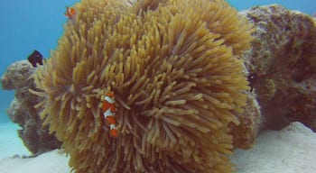 Easy diving off the coast of Okinawa