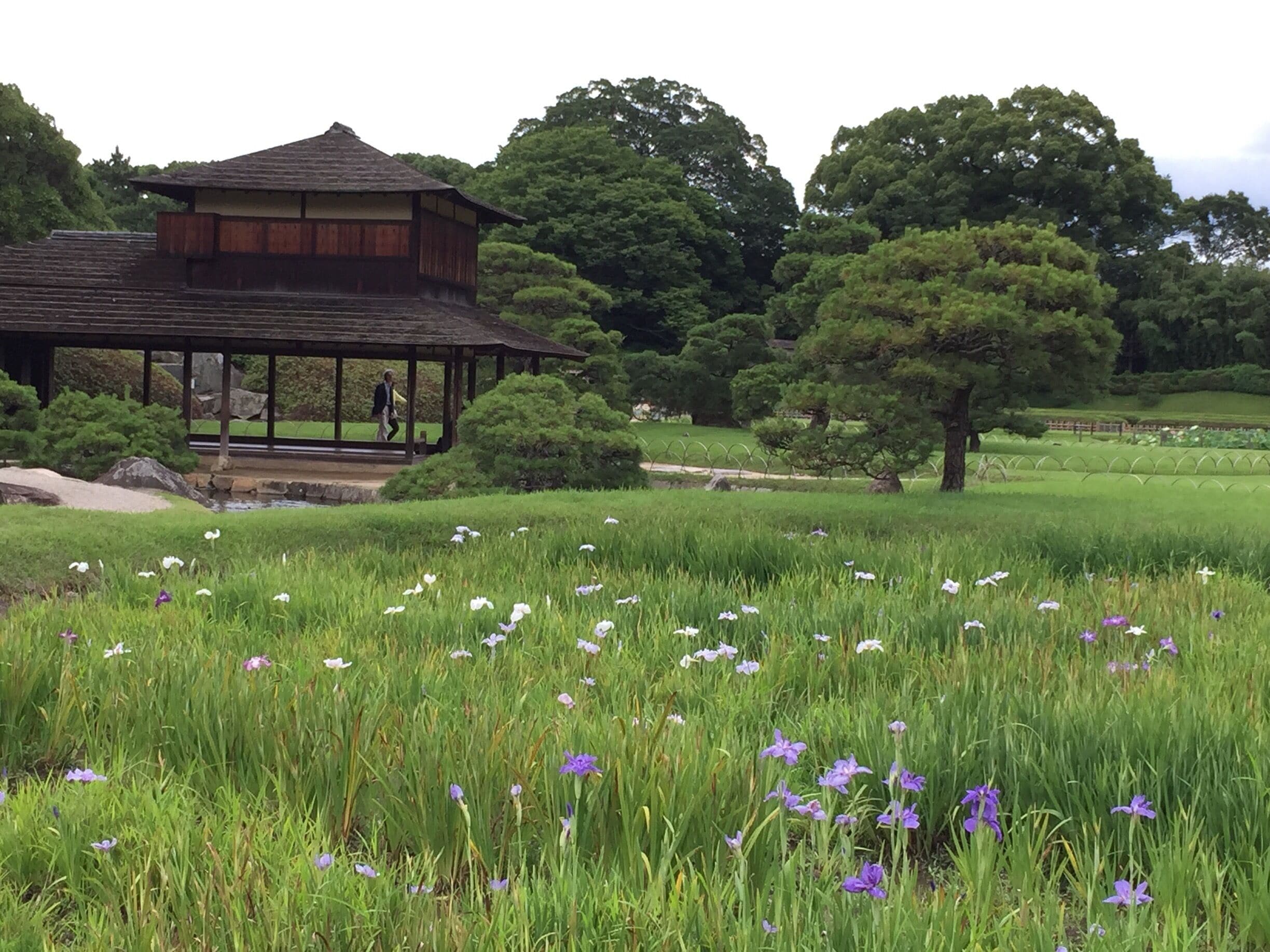 One of 3 greatest gardens in Japan. Koraku-en is a surprise find adjacent to the Okayama Castle. A mere 7 minutes walk and a worthy place to spend the afternoon!