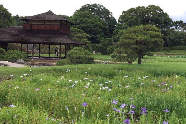 One of 3 greatest gardens in Japan. Koraku-en is a surprise find adjacent to the Okayama Castle. A mere 7 minutes walk and a worthy place to spend the afternoon!