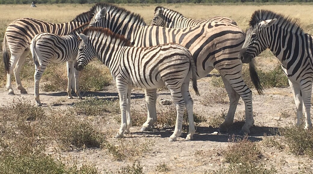 Group of Zebras blocking the road!