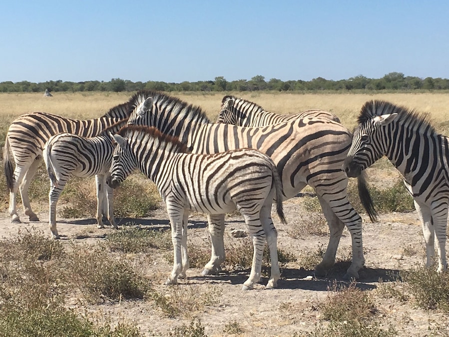 A group of zebras standing in a dry grassland with a clear sky.
