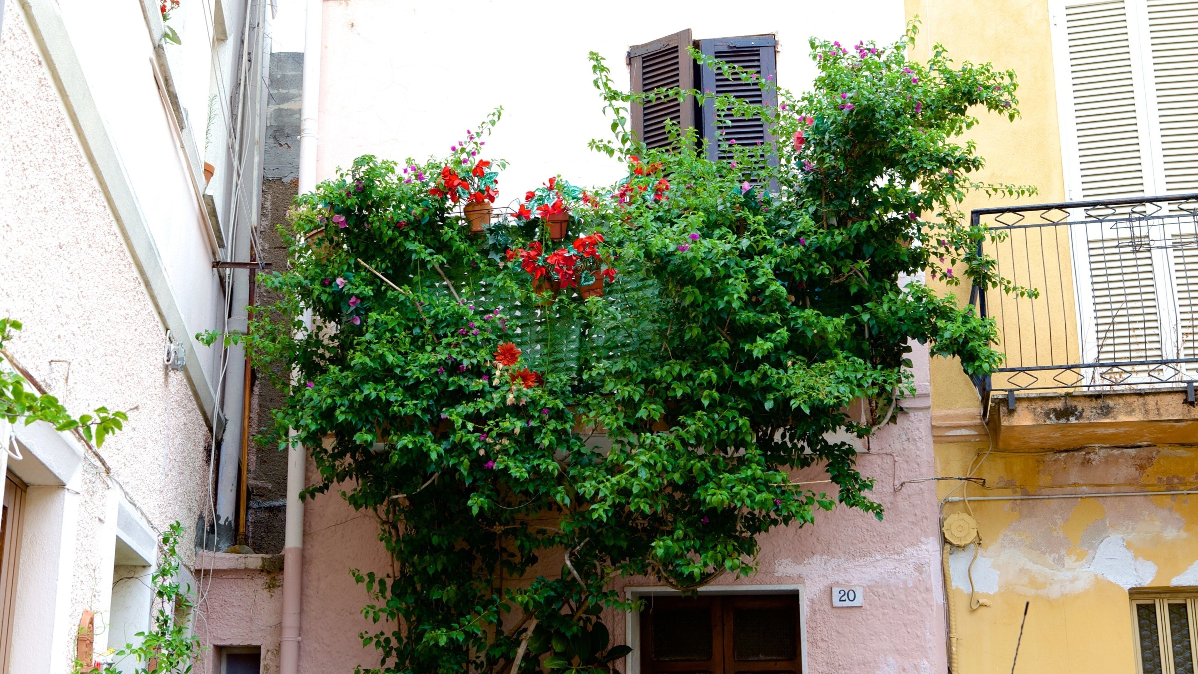 Olbia que incluye una casa