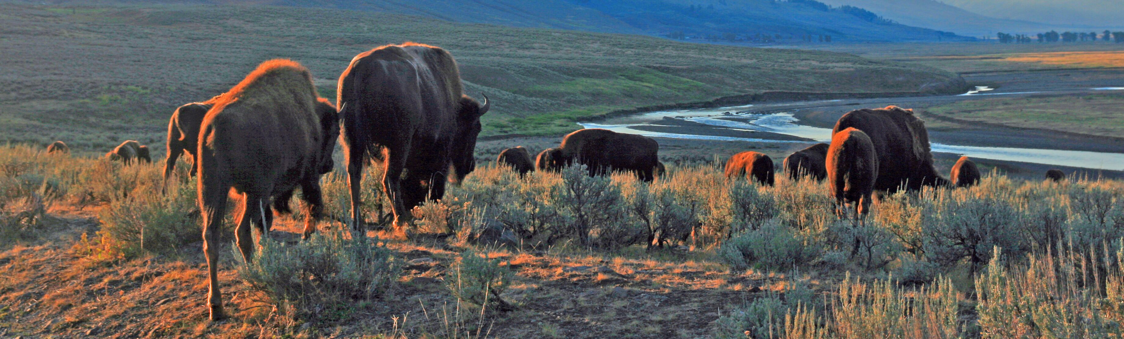 Bison Buffalo herd heading to the river in early morning light in the Lamar Valley of Yellowstone National Park in Wyoiming USA