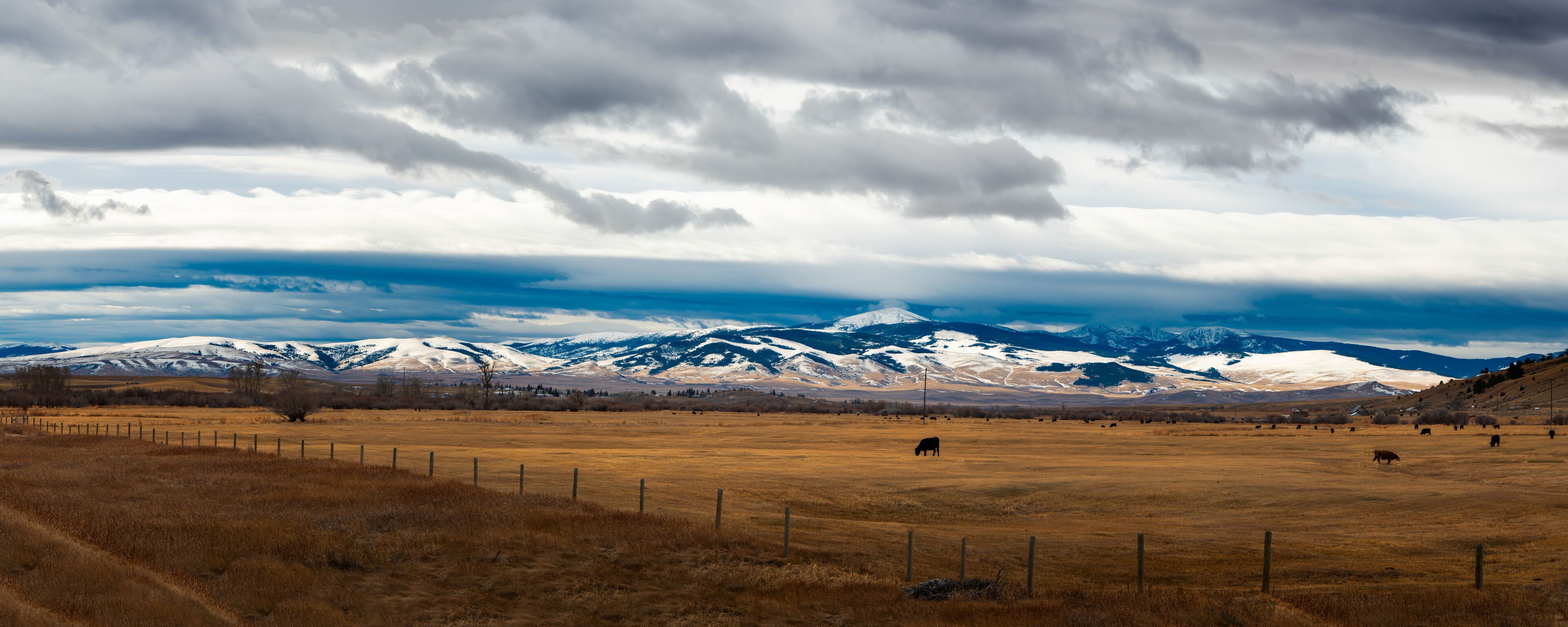 Montana ranch land with cattle and snow caped mountains