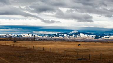 Montana ranch land with cattle and snow caped mountains