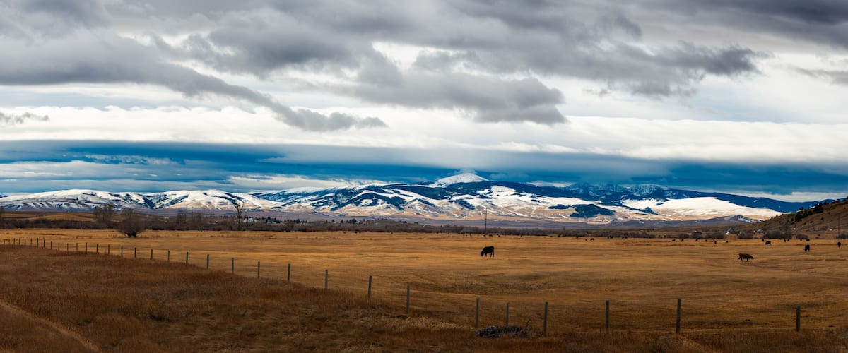 Montana ranch land with cattle and snow caped mountains