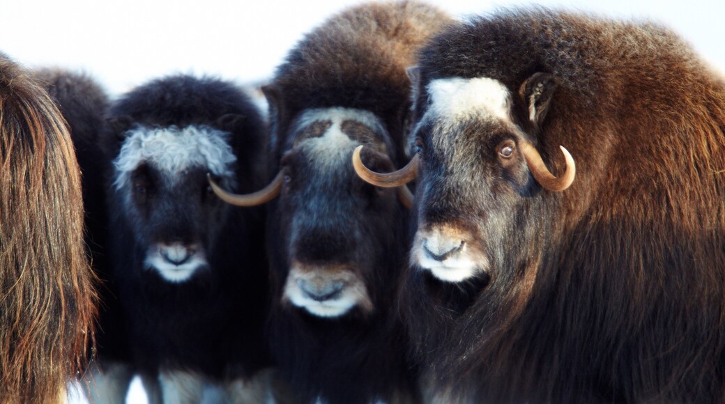 Nome que incluye animales terrestres