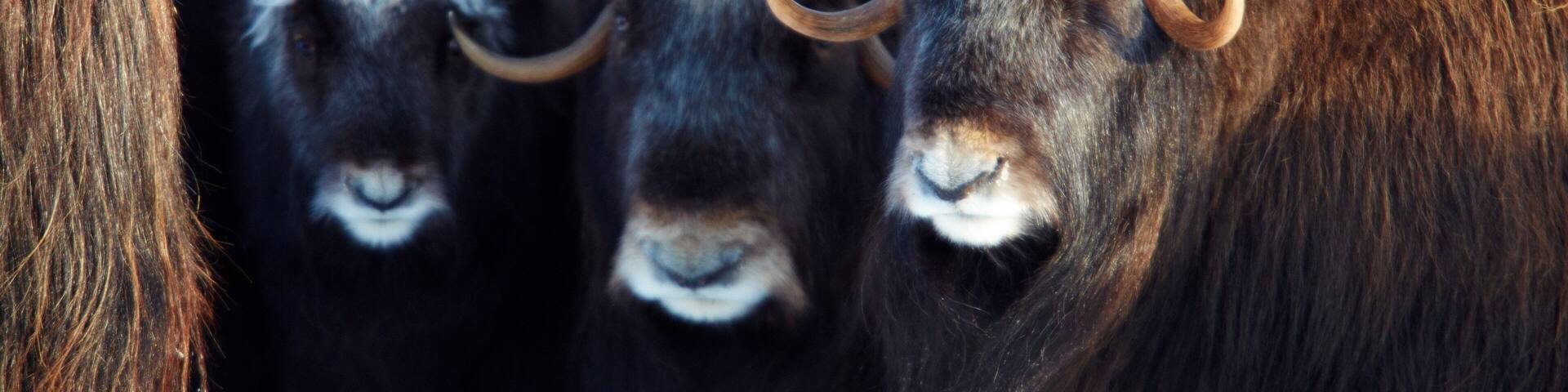 Nome featuring land animals