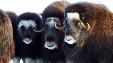 Nome featuring land animals