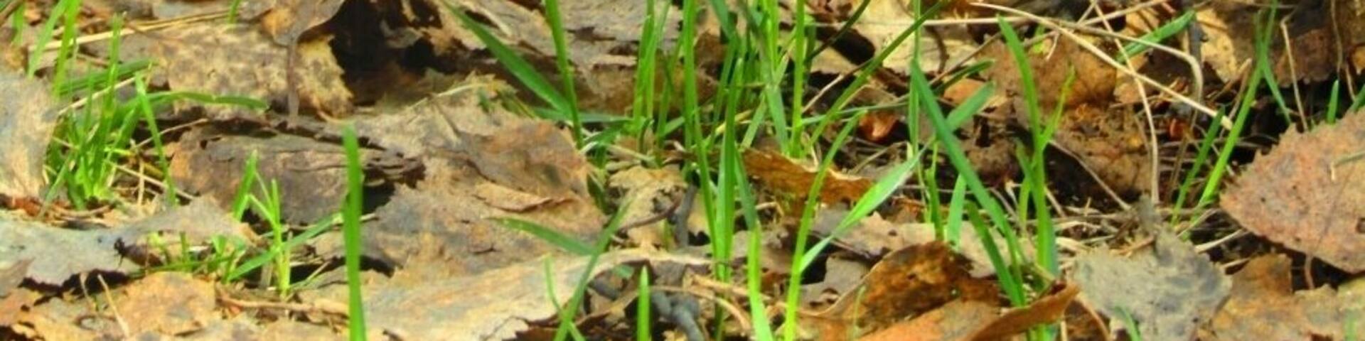 Просто бельчонок!