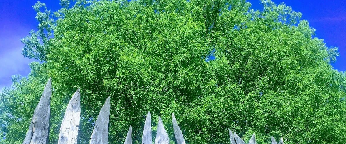 A wooden fence with a backdrop of lush green trees and a clear blue sky.