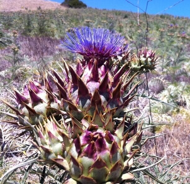 : I believe this is actually a weed. Pretty, though. 