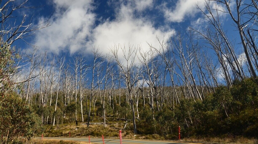 It's very sad to see all the forest were burnt to death from the bushfire and only left with the stumps standing, but thank God they are recovering!!!!!
