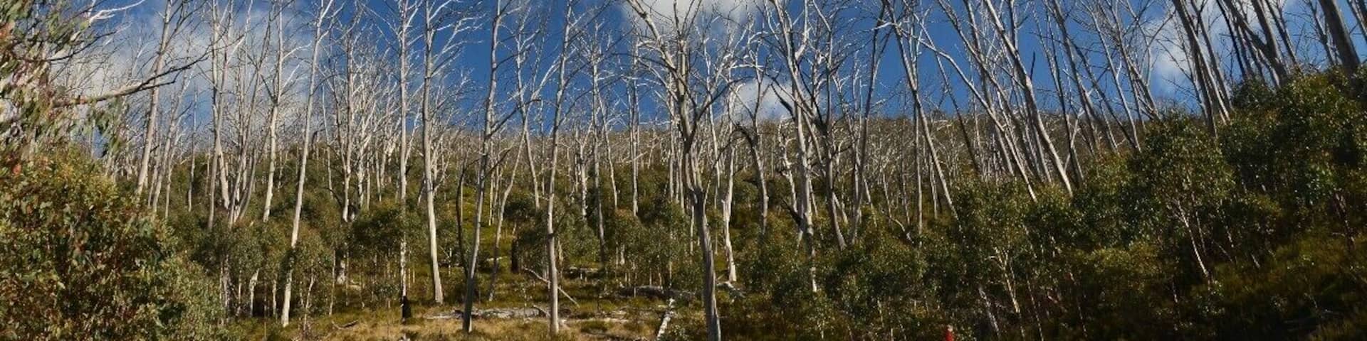 It's very sad to see all the forest were burnt to death from the bushfire and only left with the stumps standing, but thank God they are recovering!!!!!
