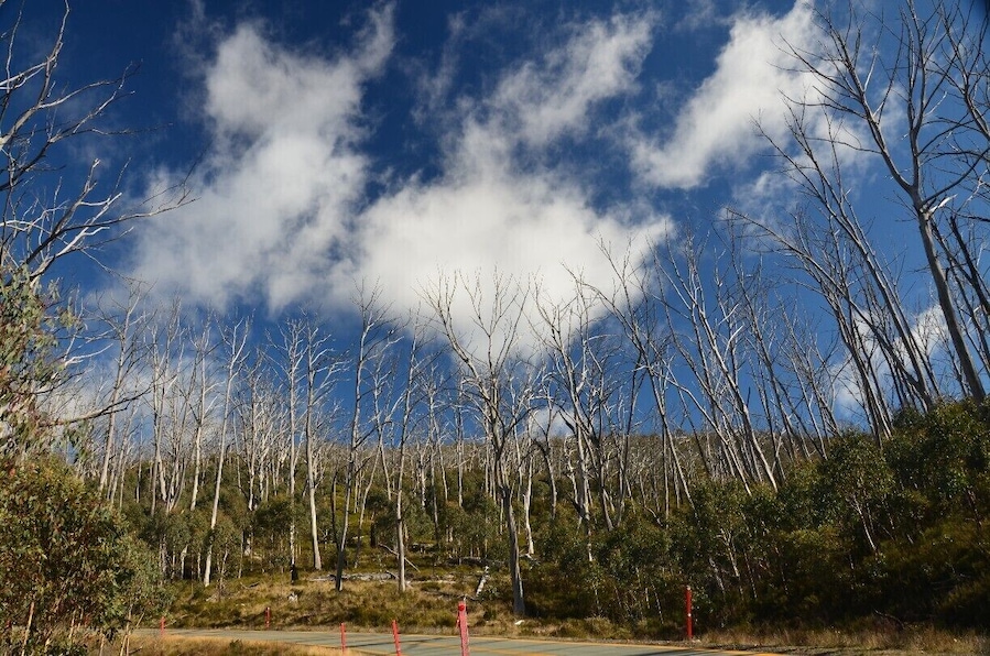 It's very sad to see all the forest were burnt to death from the bushfire and only left with the stumps standing, but thank God they are recovering!!!!!