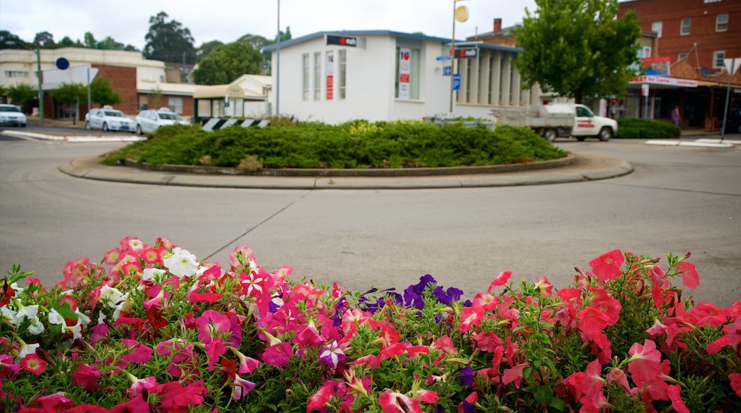 Cooma mostrando flores e cenas de rua