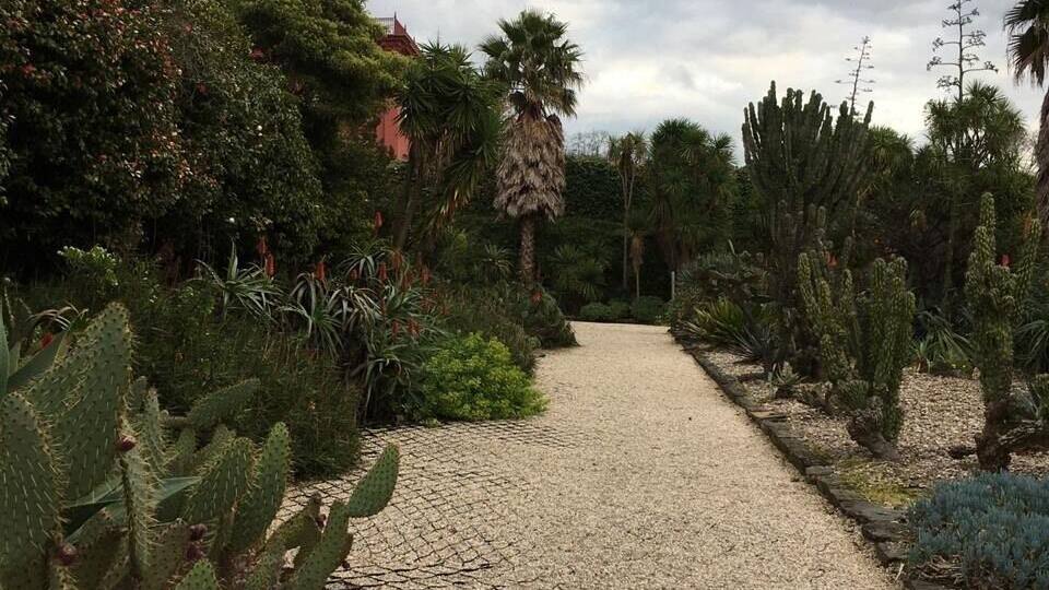 A gravel pathway flanked by various cacti and desert plants, leading towards a building with a red roof.