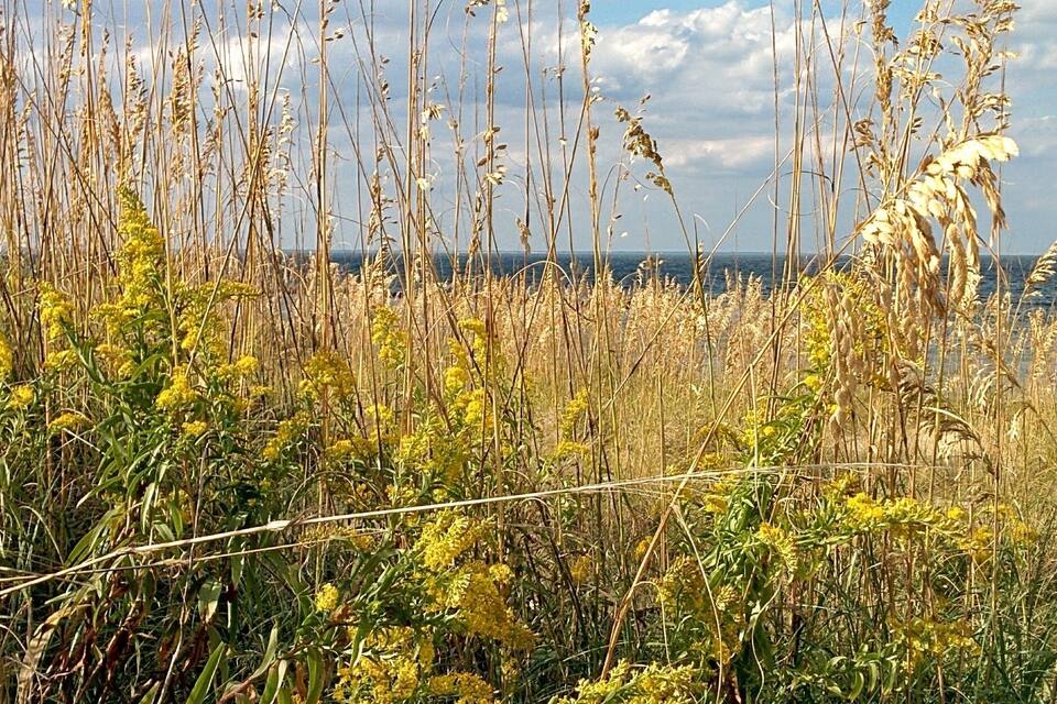 A field of tall grasses with a view of the ocean in the background.