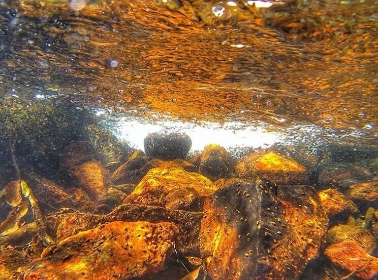 Rare occasion.
Swim into the fire.
Golden hour 
#golden