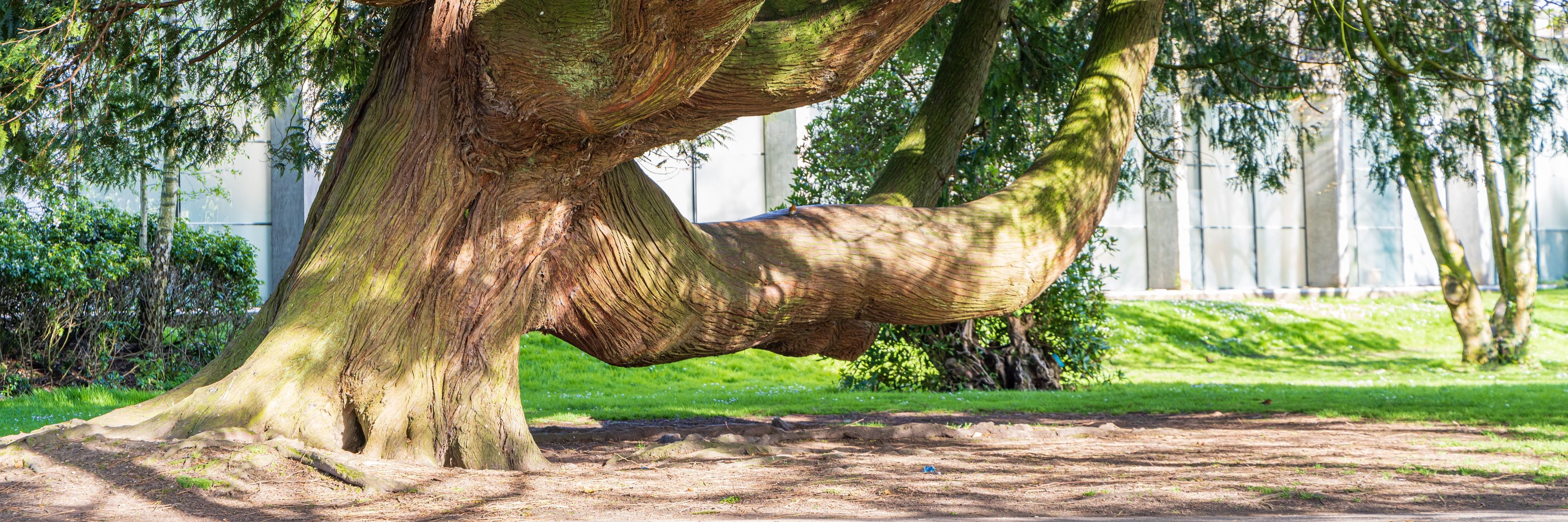 Un árbol grande con un tronco grueso y un sistema de raíces curvado.