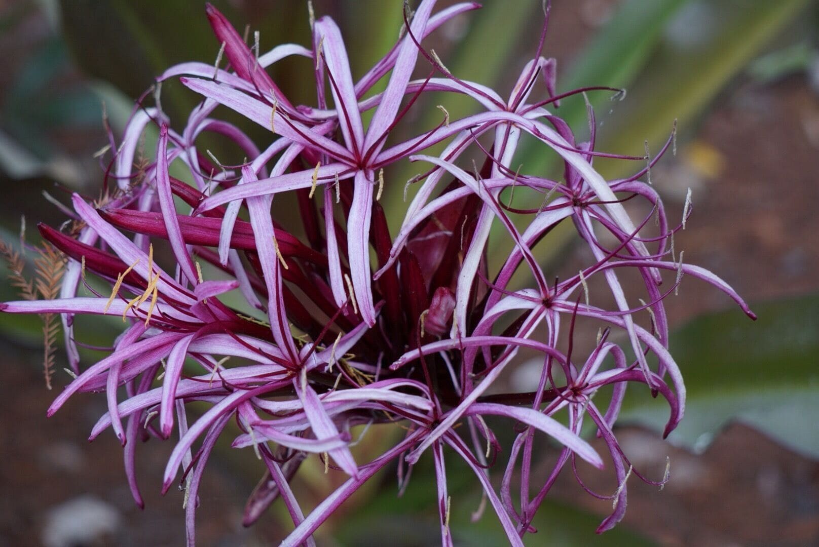 Orlando's city oasis and a local favorite, Leu Gardens is full of floral wonders. The first Monday of the month is free! 